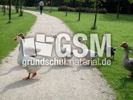 Graugans (6 von 6).jpg